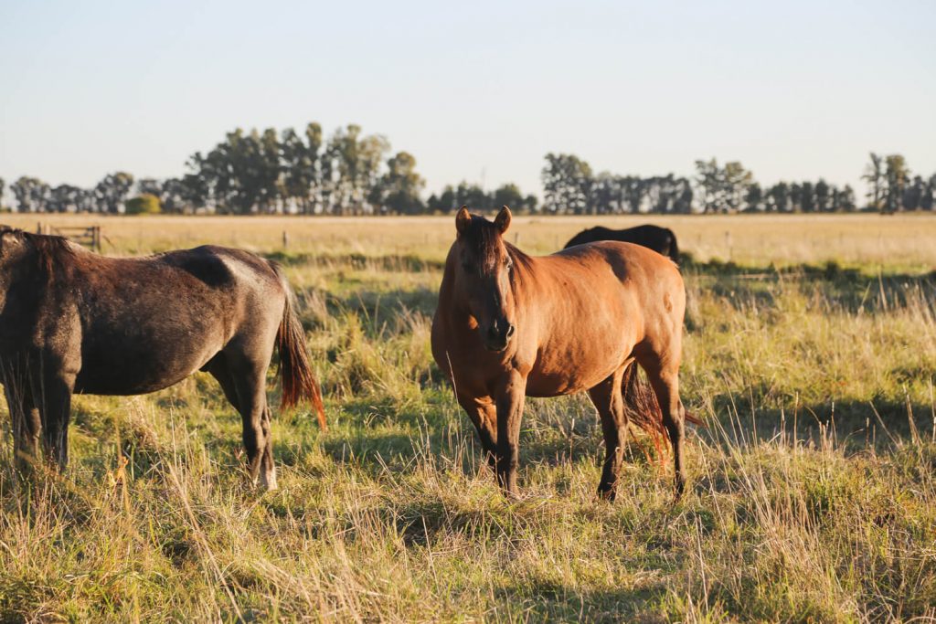 2 beautiful horses standing in a field at Estancia La Bandada