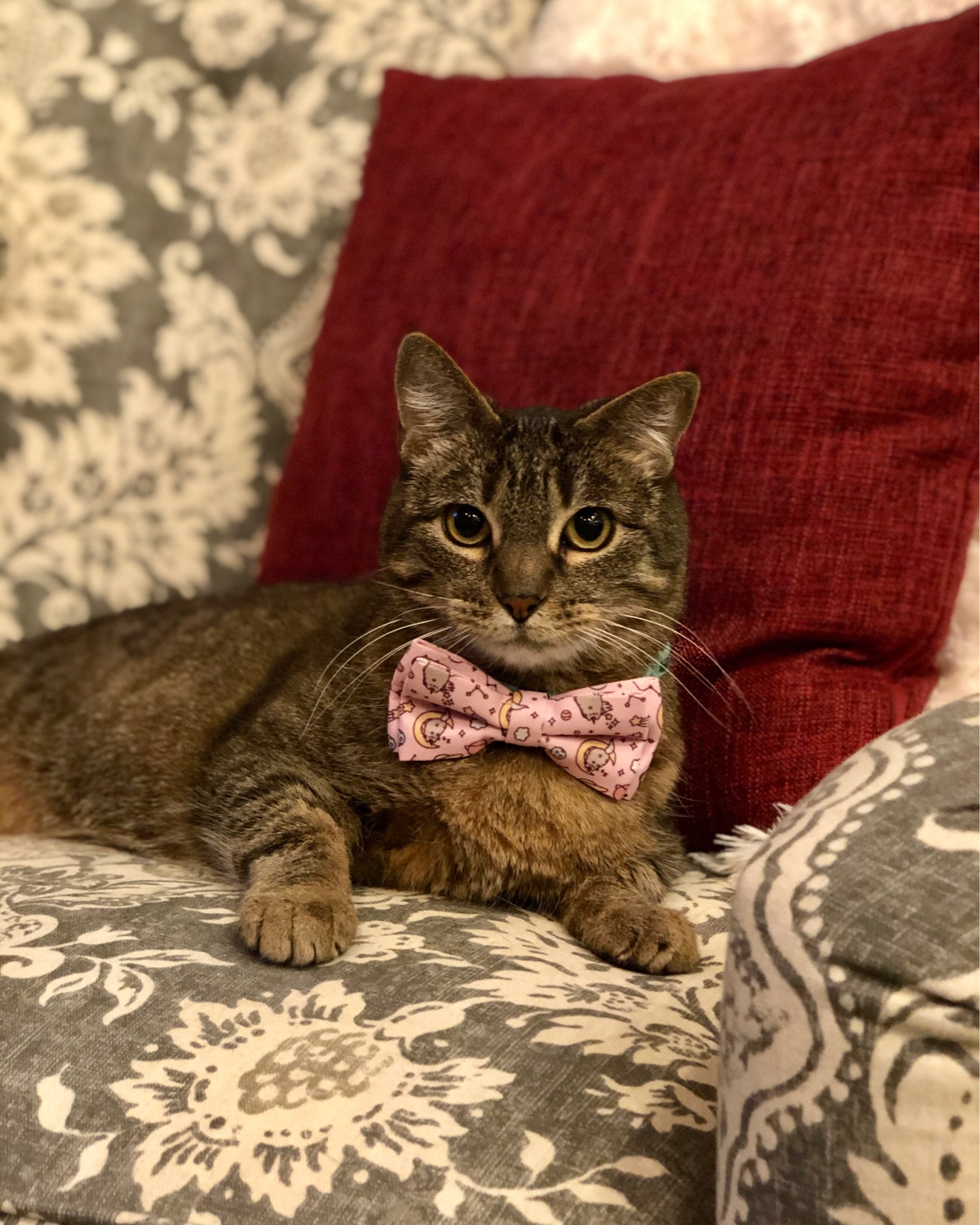 Miss Kitty in her bow tie!