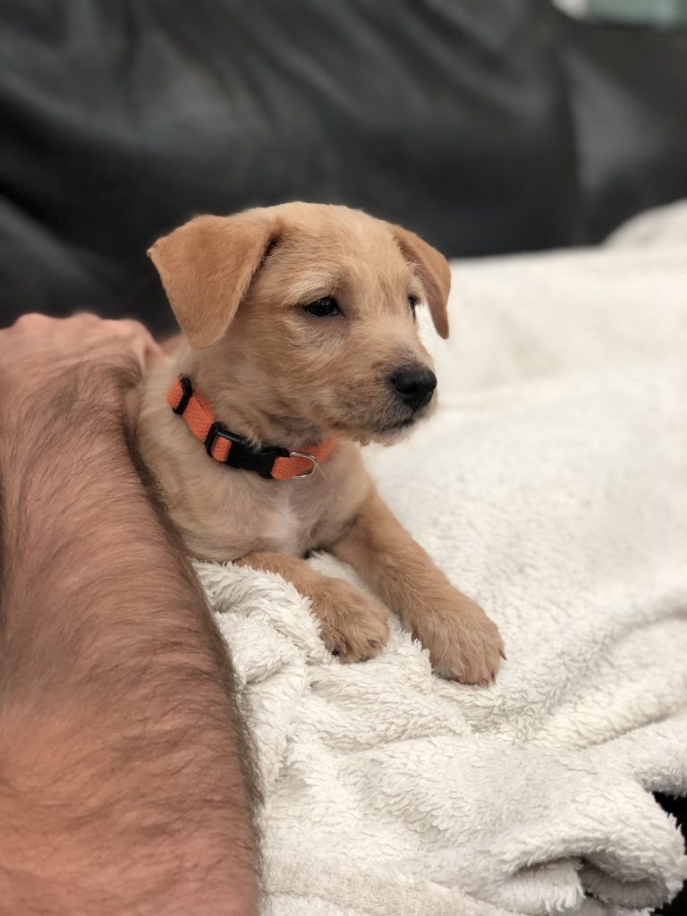 New adopted puppy from Saving Paws in Appleton, Wisconsin - Meet Buddy!