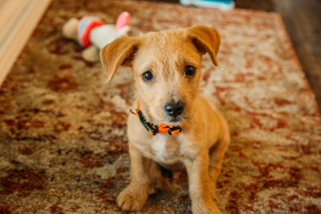 New adopted puppy from Saving Paws in Appleton, Wisconsin - Meet Buddy!