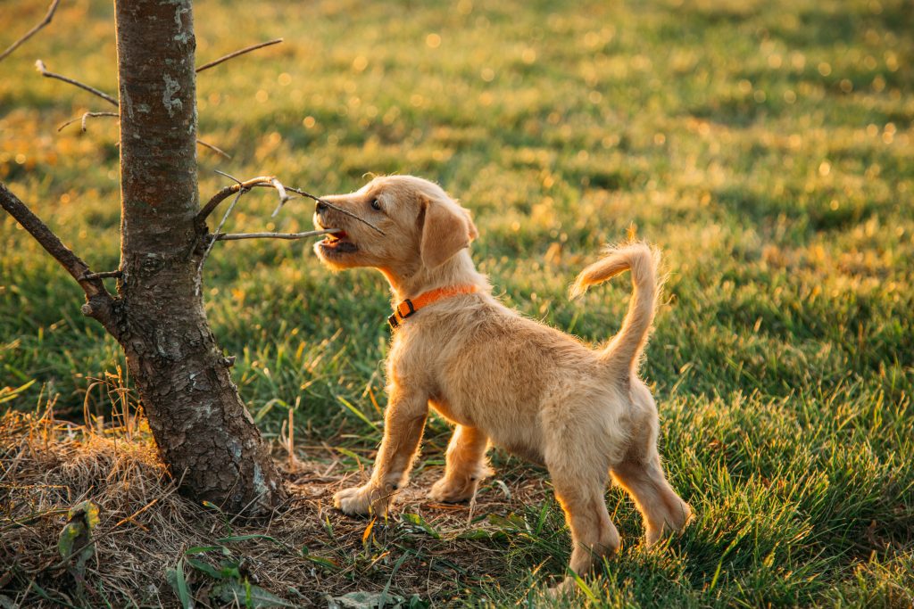 Buddy and his bent tail