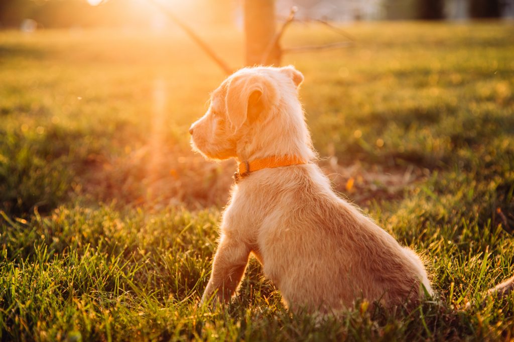 Puppy photoshoot with Buddy our new adopted puppy!