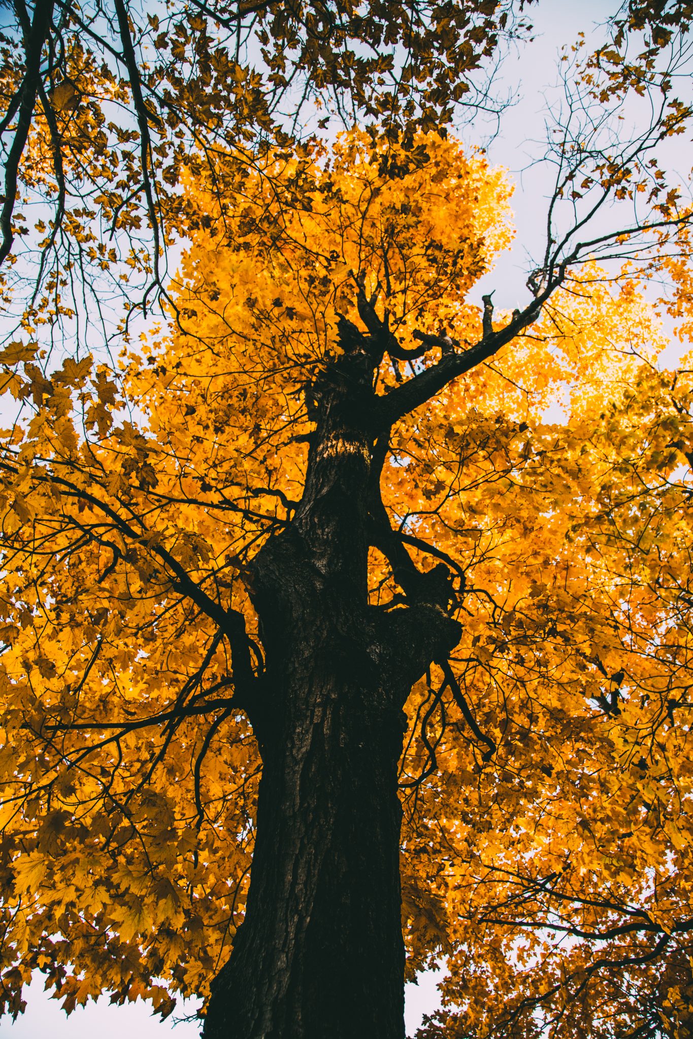 Fall colors in Door County Wisconsin 