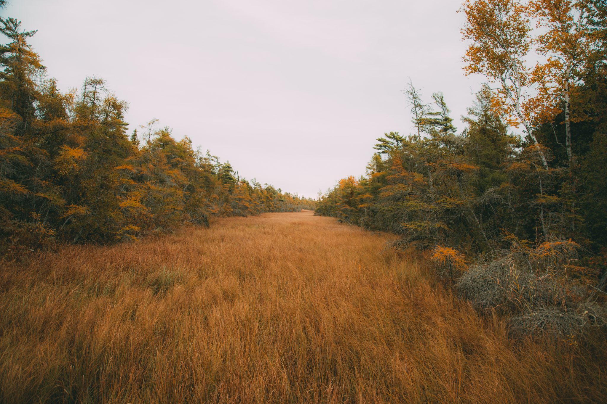 The Ridges Sanctuary in Baileys Harbor