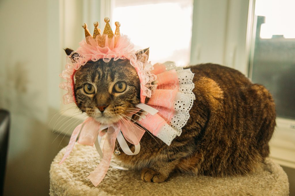 Miss Kitty dressed up in her princess Halloween costume for cats