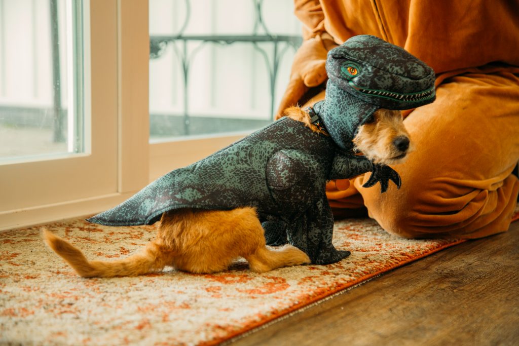Buddy the puppy in his velociraptor Halloween costume for small dogs
