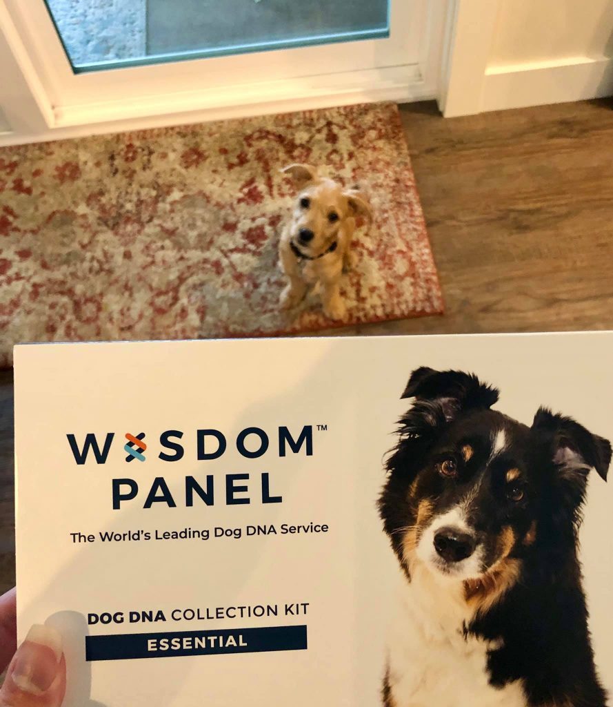 Wisdom dog panel DNA test