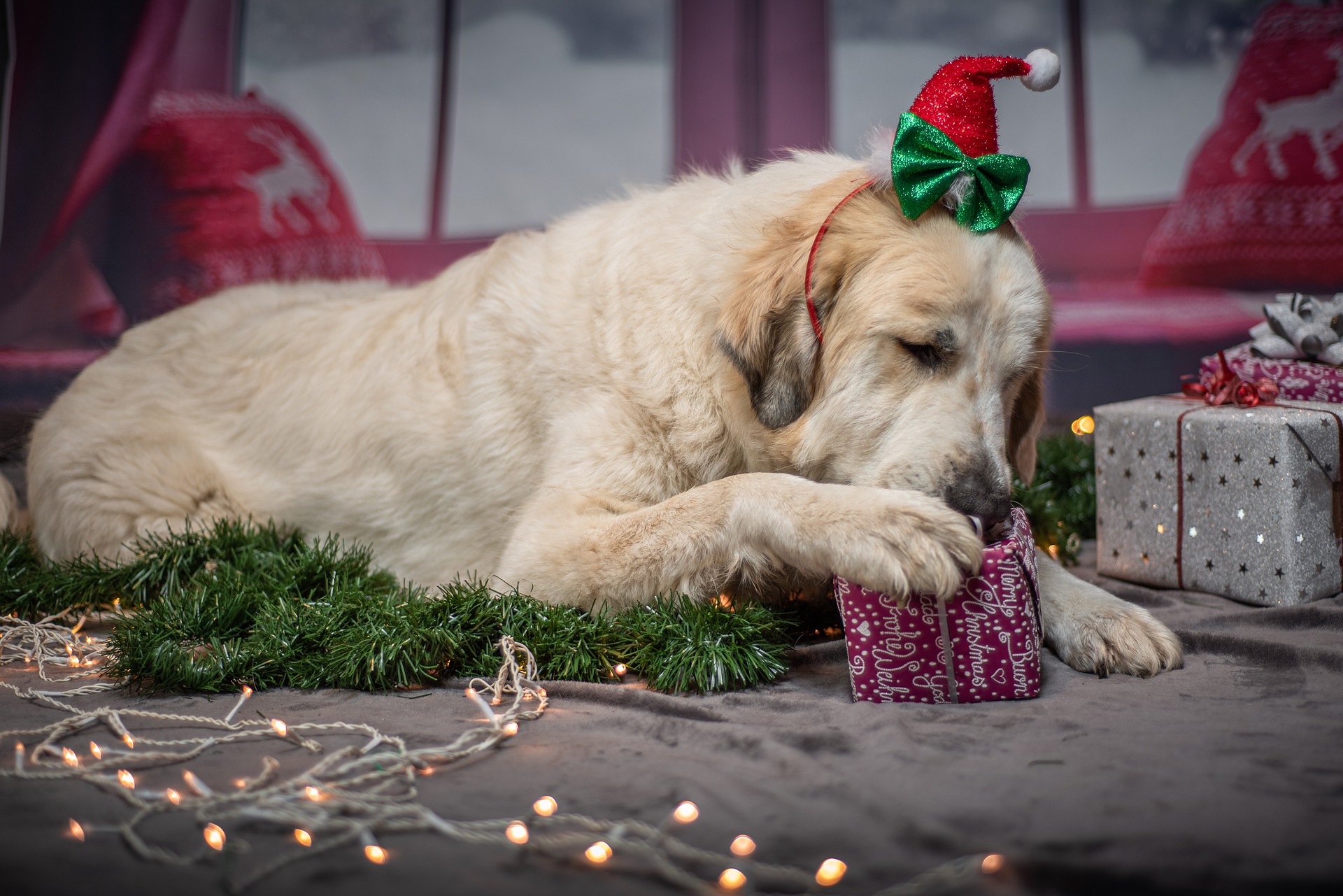The Best Dog Christmas Gifts That You & Your Pup Will Love!