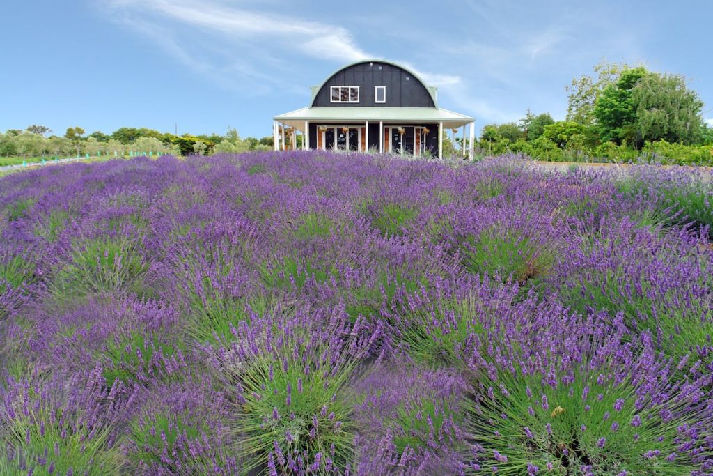 Lavender Hill- Double Bedroom Barn Airbnb set in a beautiful flowering lavender field in Auckland, New Zealand