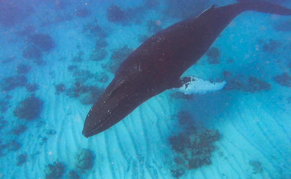 A Gopro shot of a whale underwater. 