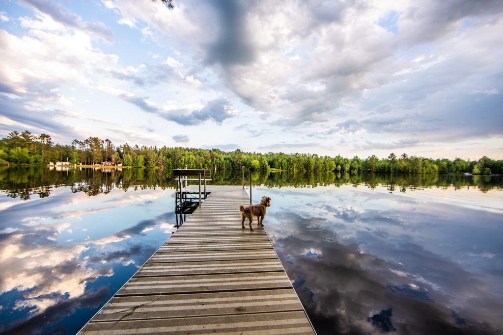 Buddy on the dock of our VRBO looking at the cloud's reflection in the water