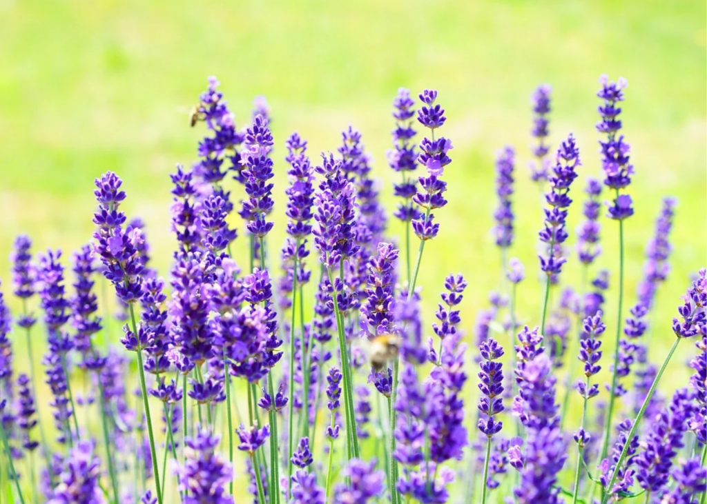 New Life Lavender and Cherry Farm