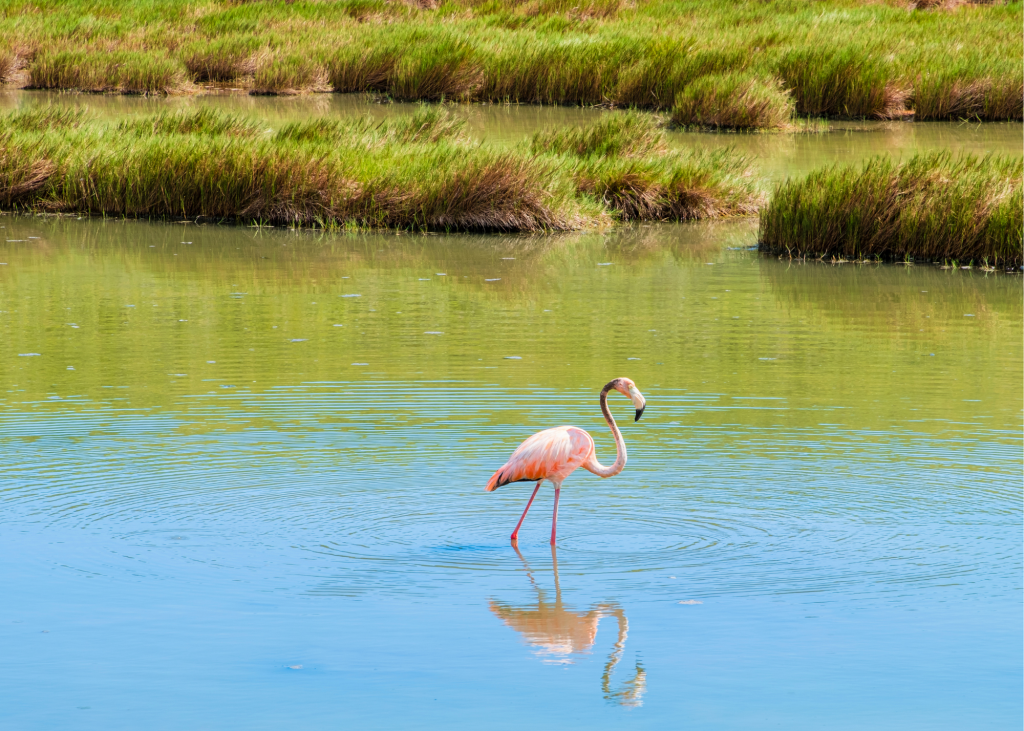 Try Birdwatching in Providenciales