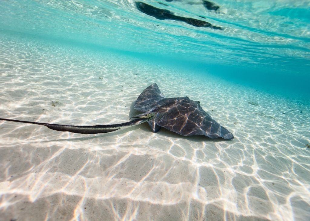 A stingray is swimming in the shallow water.