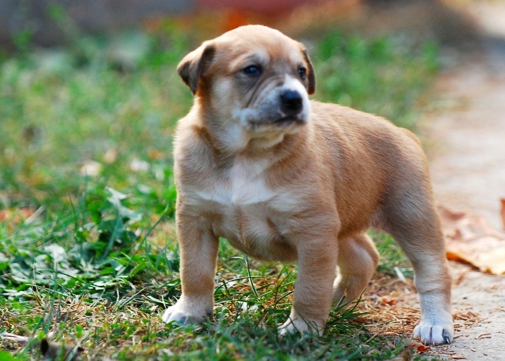 A brown and white puppy standing on the grass.