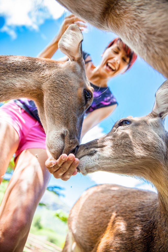 Feed and pet the Deer at the Wisconsin Deer Park in Wisconsin Dells