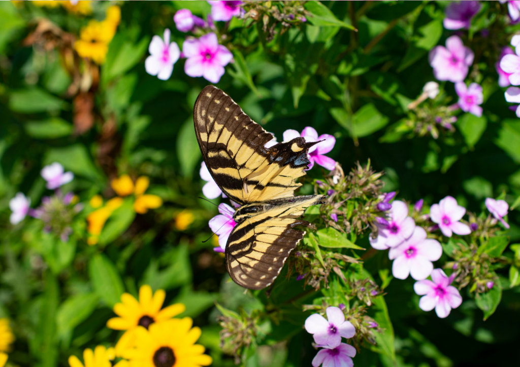 Learn Botany at the University of Wisconsin-Madison Arboretum