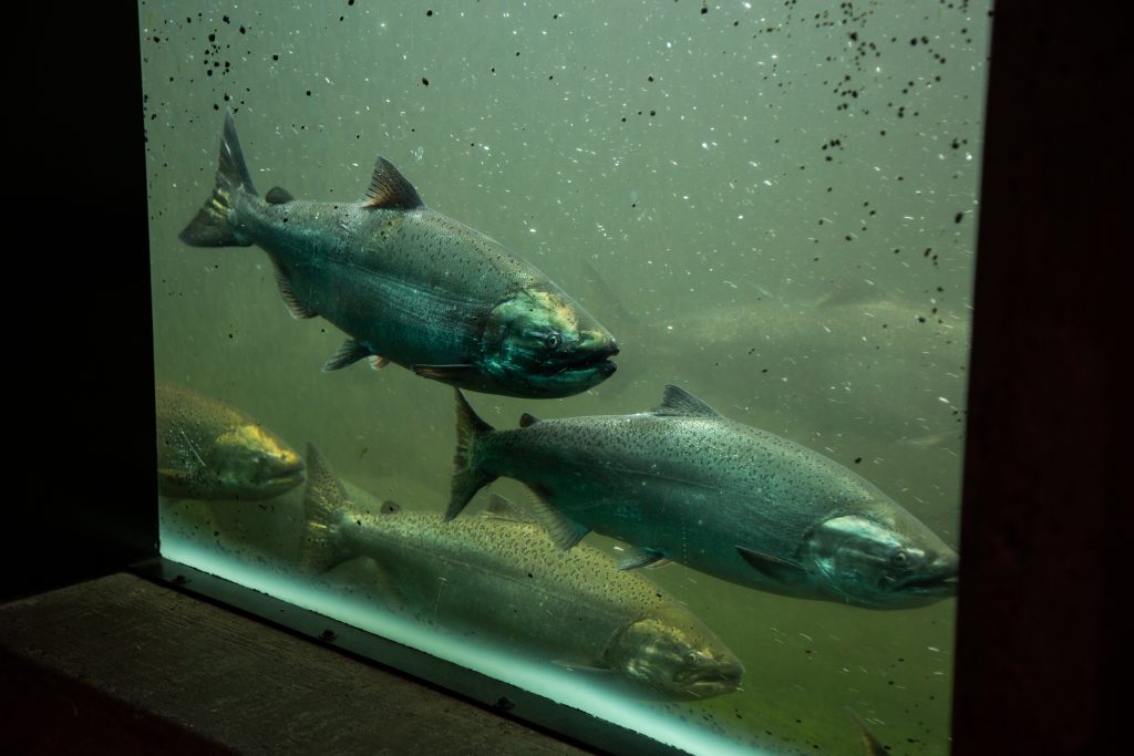 Watching the Salmon at Ballard Locks through a glass window