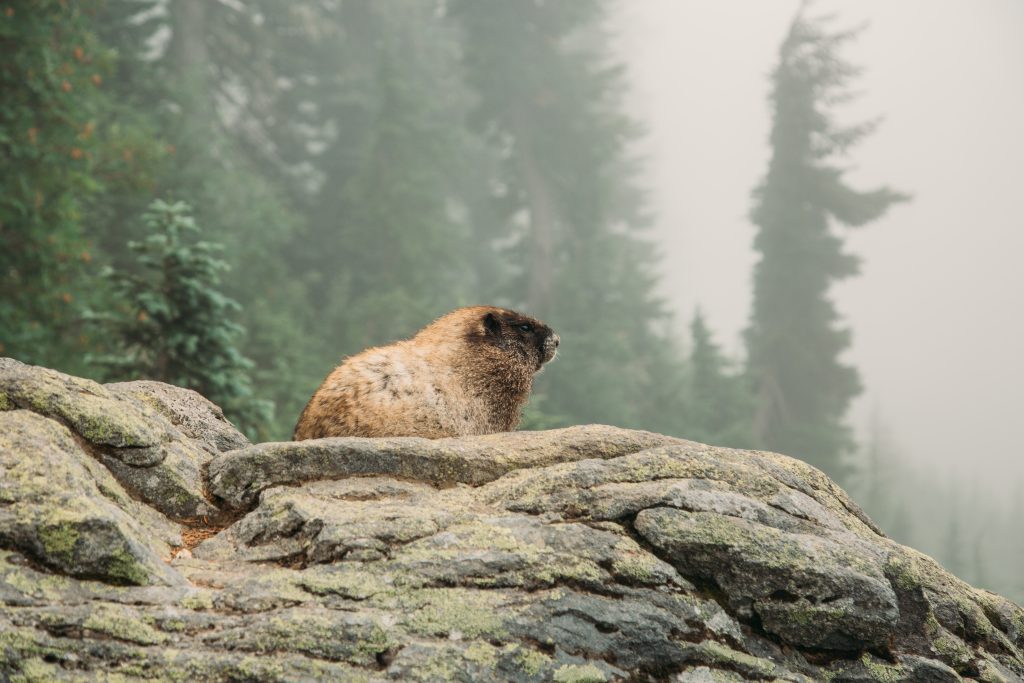 A marmot sitting on a rock while hiking in Mount Rainier national park