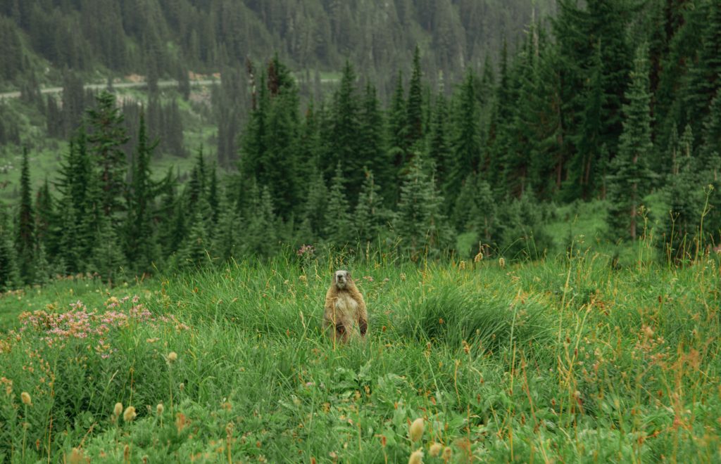 A Marmot standing on its hind feet in a green prairie landscape in Mount Rainier National Park