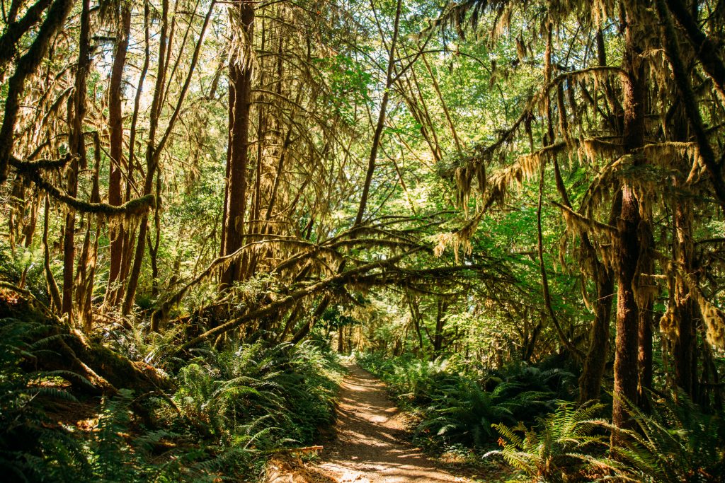 The Quinault Rainforest featuring many moss covered trees and ferns on a sunny day