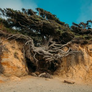 The Tree of Life in Washington.