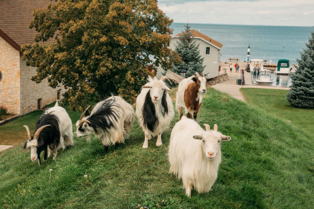 The famous goats on the roof of Al Johnson's restaurant in Sister Bay!