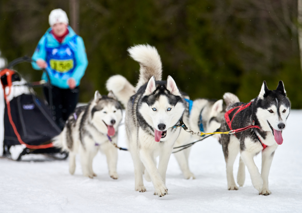 Sled Dog races are a fun thing to go to and do in Wisconsin during winter