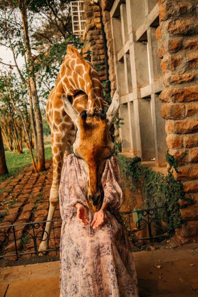 A woman wearing a Chicwish dress worn at Giraffe Manor.