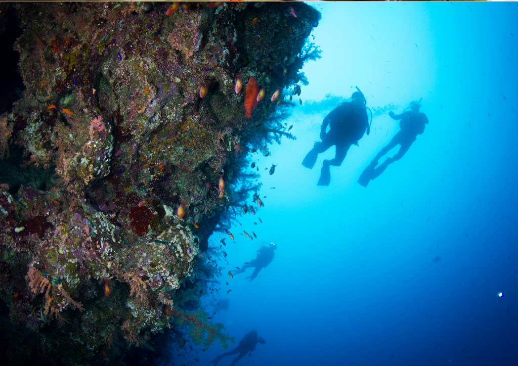 A group of divers are scuba diving near a coral reef at Grand Turk Wall.