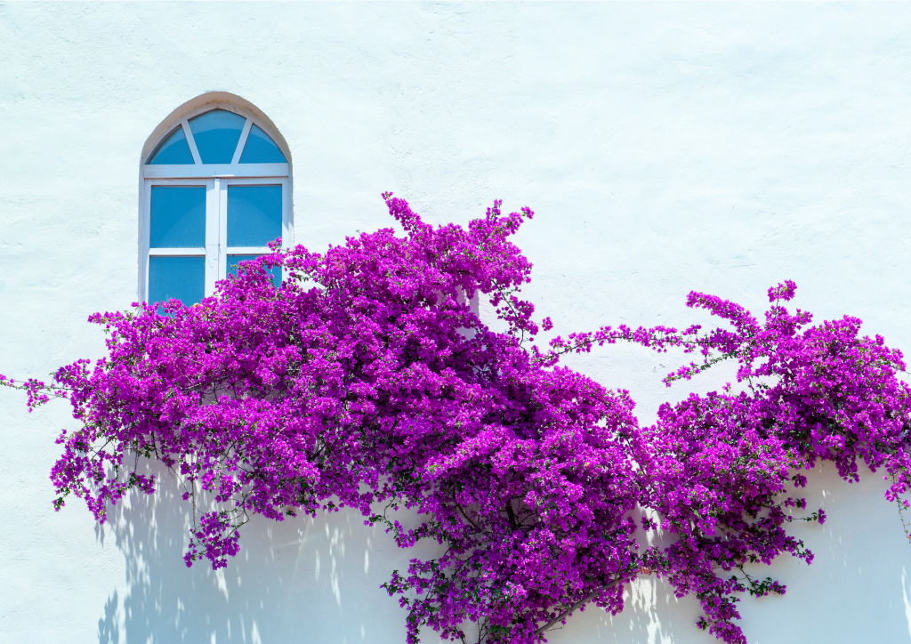 Purple bougainvillea on a white wall with a window in Grand Turk.