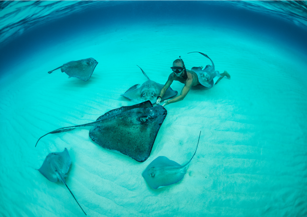 A woman snorkeling with sting rays in Grand Turk.