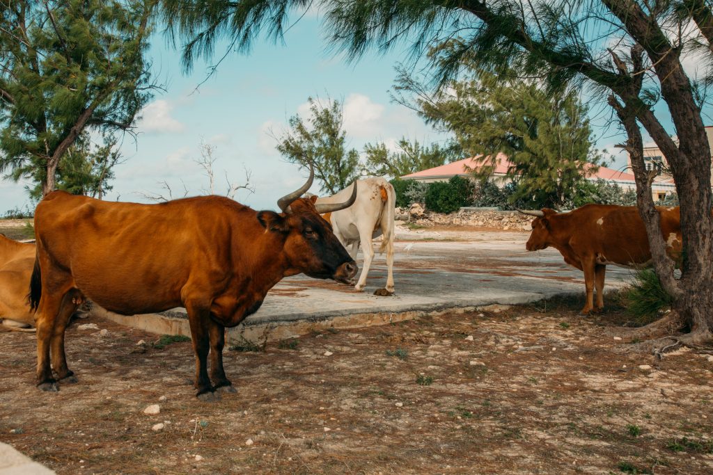 3 cows with large horns roaming freely on Salt Cay.