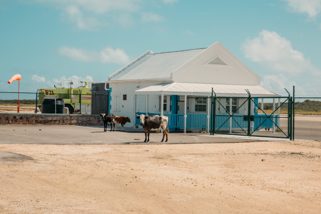 Cows greet flights at the Salt Cay airport in Turks and Caicos