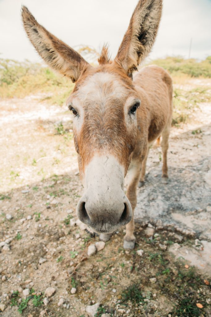 The donkeys of Salt Cay roam freely and are oh so cute!