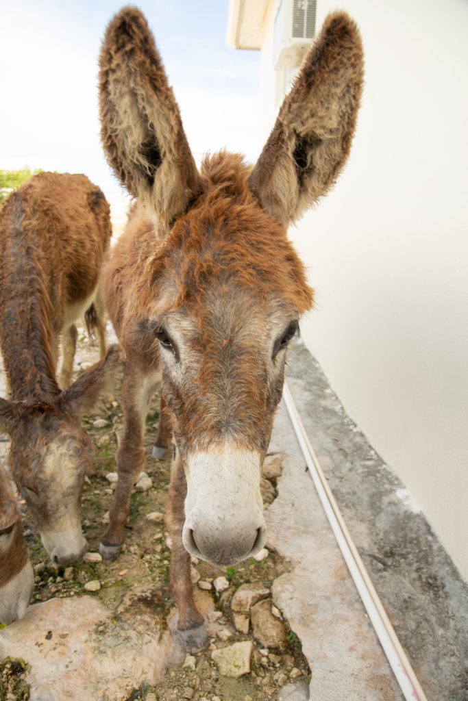 The donkeys of Salt Cay roam freely and are oh so cute