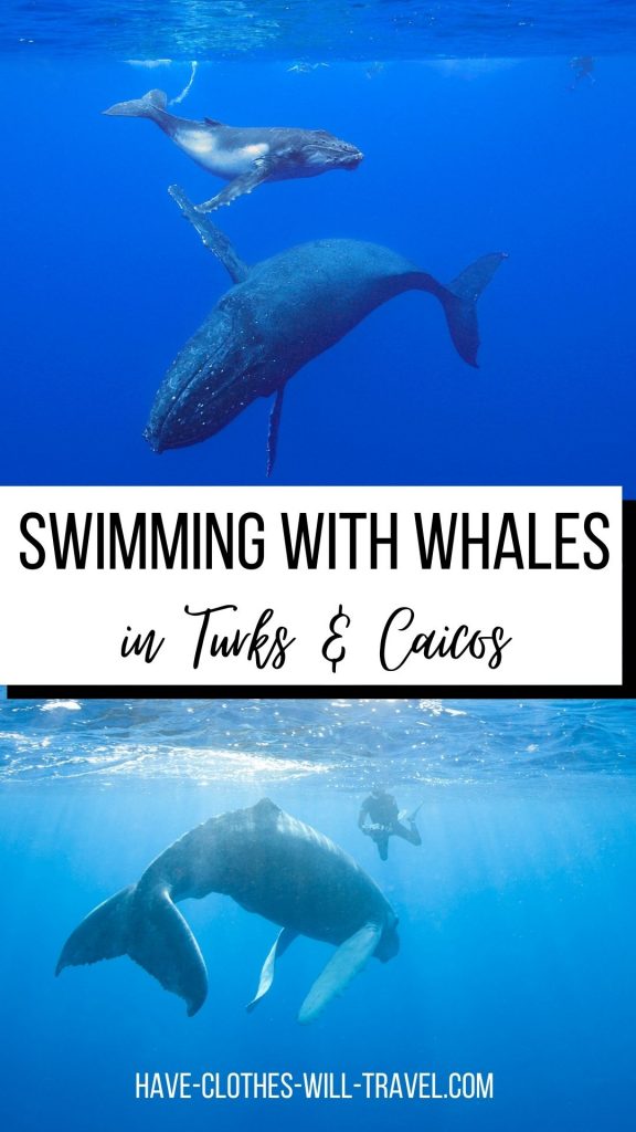 8 Things to Know Before Swimming With Humpback Whales in Turks & Caicos