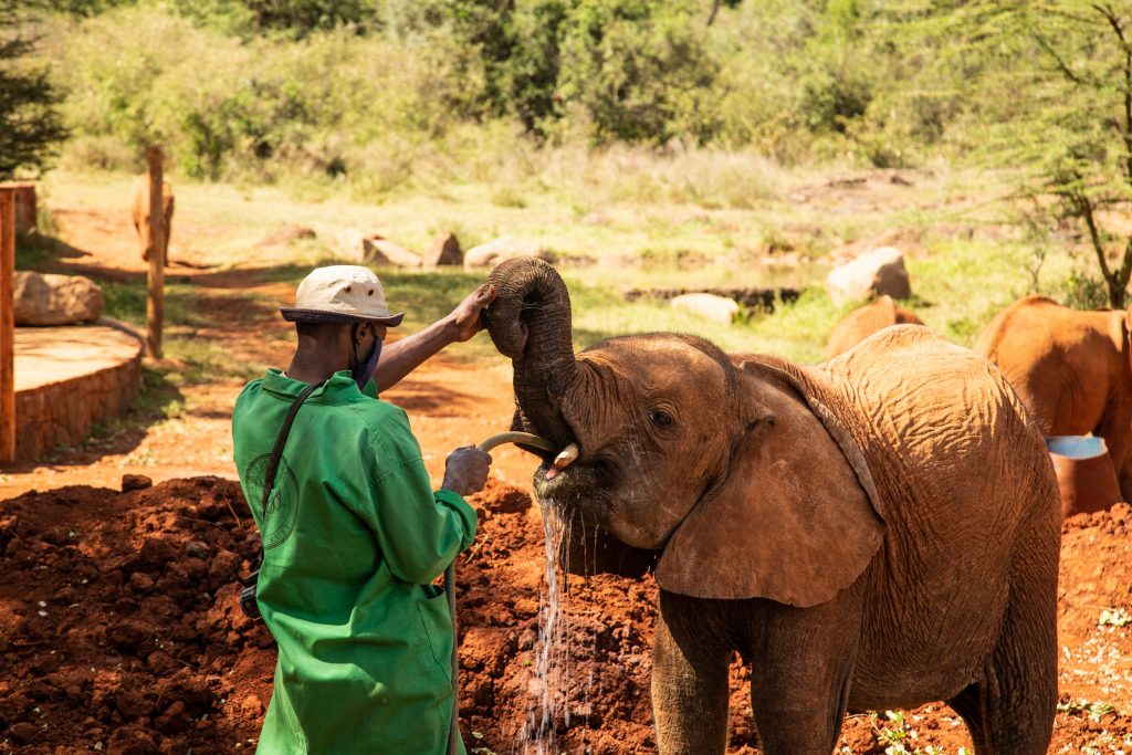 The sheldrick wildlife trust