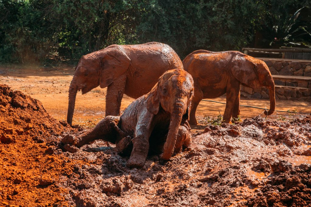 Our private visit to the Sheldrick Wildlife Trust in Nairobi Kenya