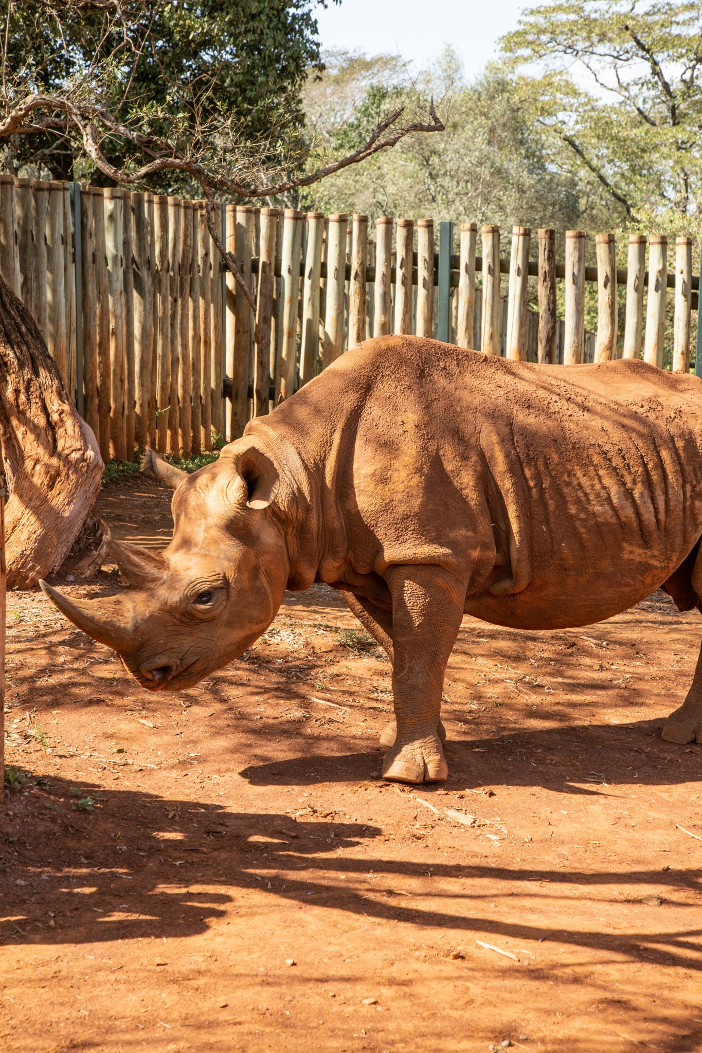There is also a blind rhino in the care of Sheldricks you can meet during a private visit.