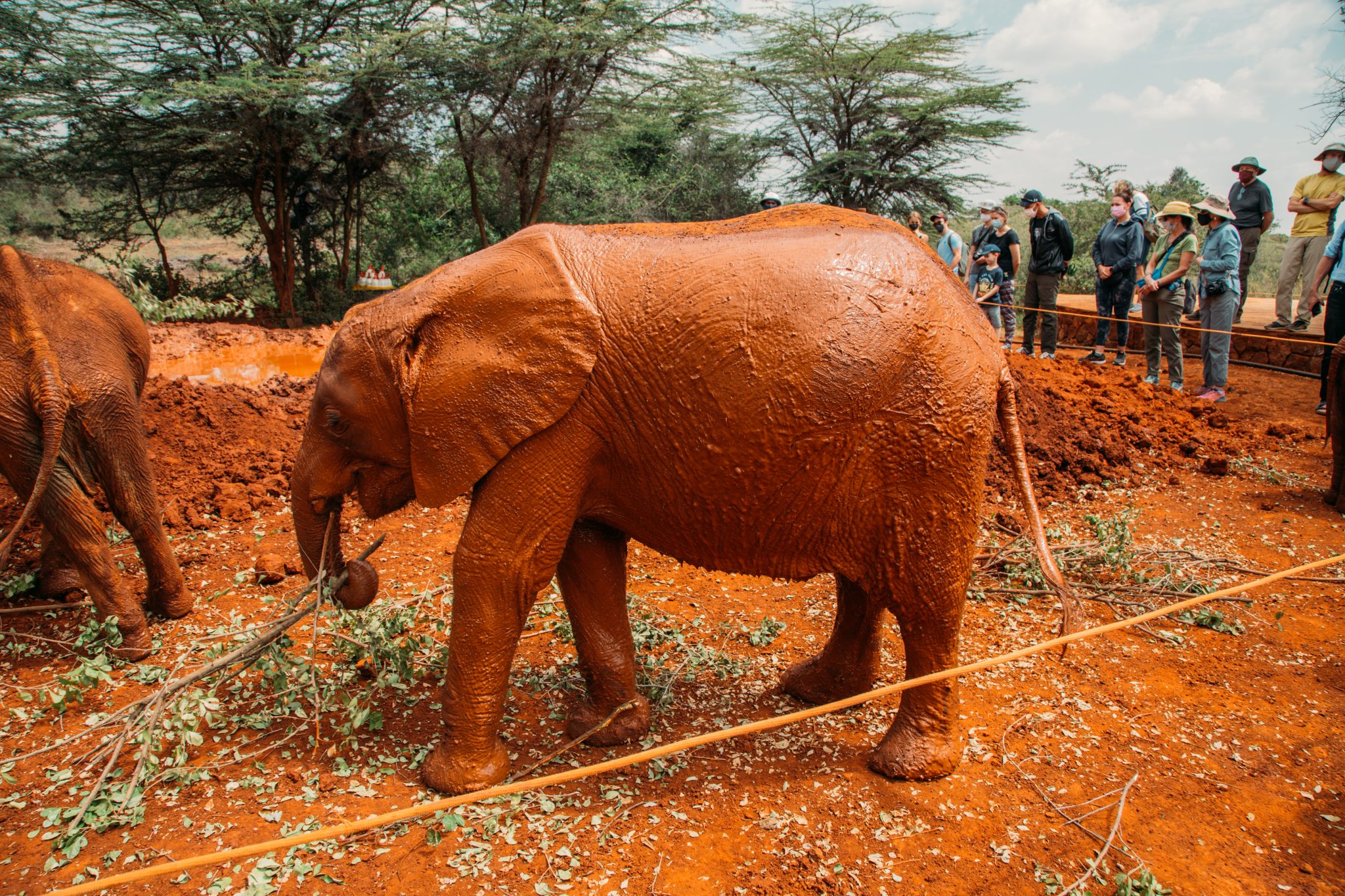 The public Feeding time at Sheldrick Wildlife trust elephant orphanage in Nairobi Kenya