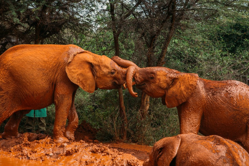Two baby elephants "kissing" at Sheldrick Wildlife Trust in Nairobi Kenya