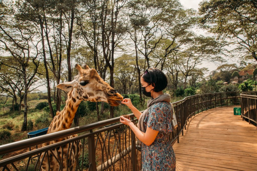 Visiting the Giraffe Centre in Kenya
