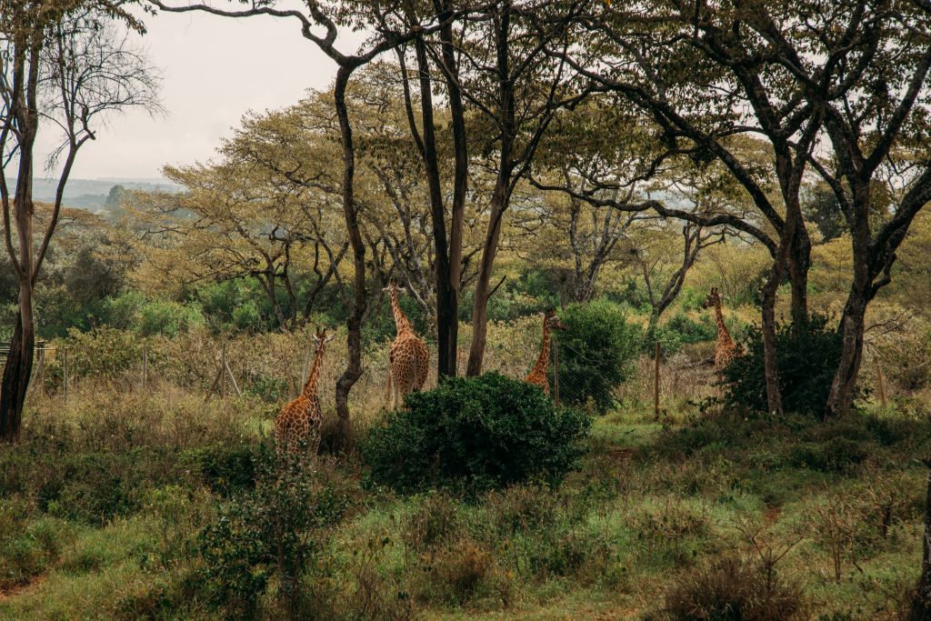 Giraffes grazing near Giraffe Manor.