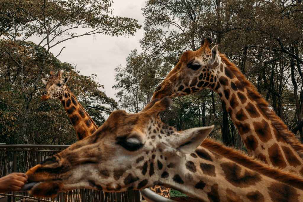 The giraffes being fed at the Giraffe Centre.