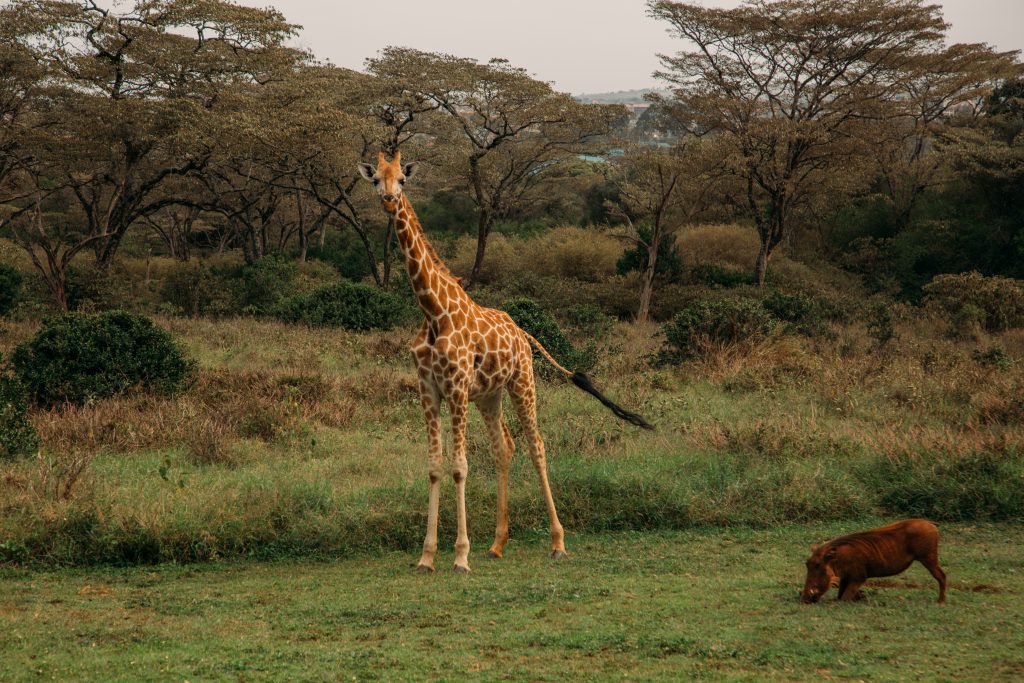 A giraffe standing in a field with a warthog next to it at Giraffe Manor!