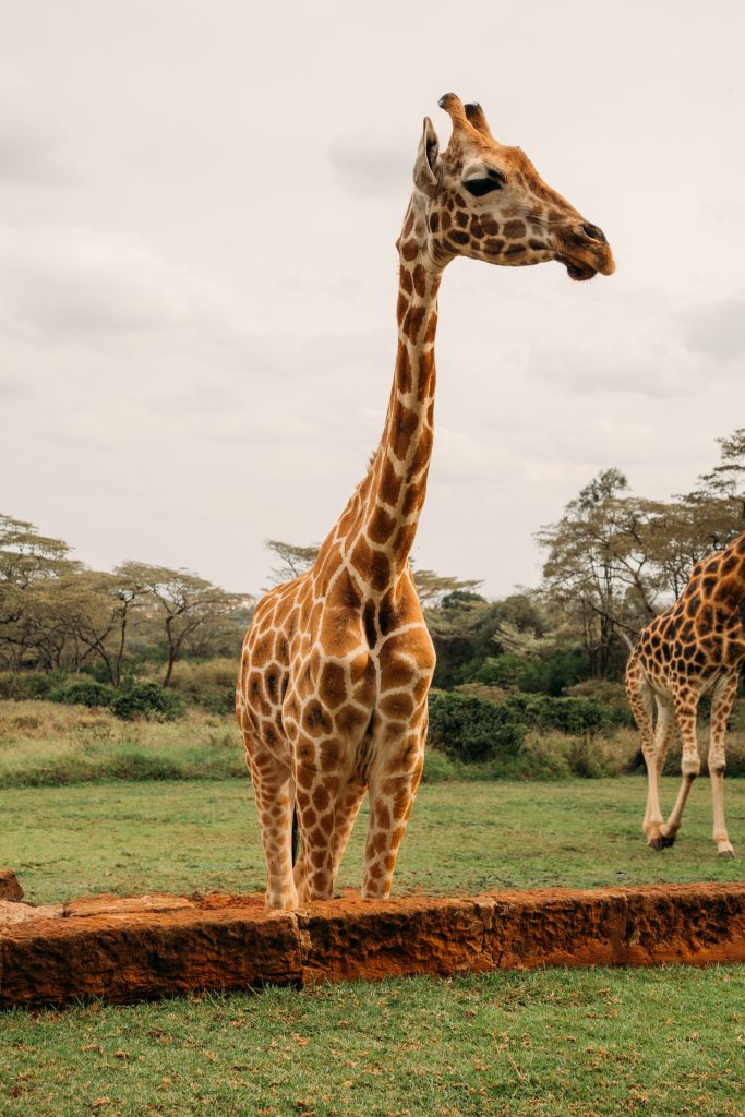 A giraffe waiting for treats before tea time.