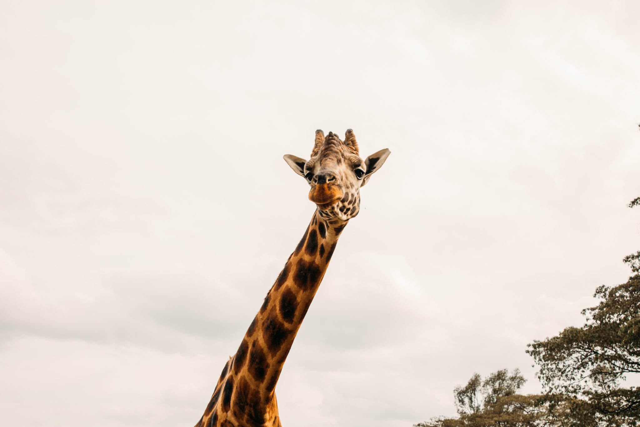 A giraffe is looking up at the camera.