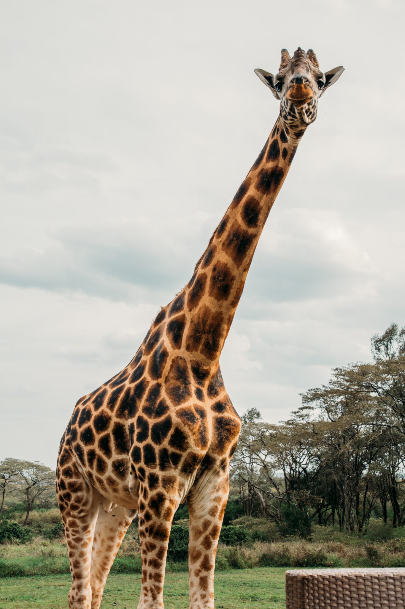 A giraffe standing next to a wicker chair.