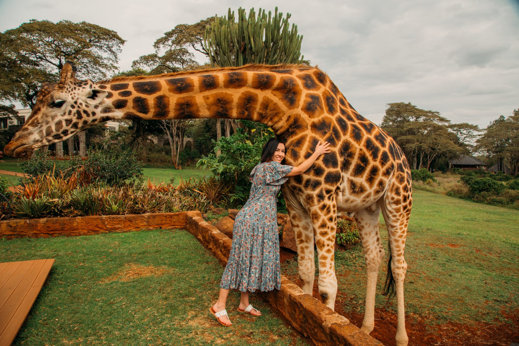 A woman hugging a giraffe at Giraffe Manor